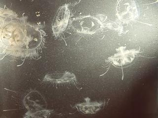 “水中大熊猫”桃花水母惊现怀宁高河 5年前曾现身该县平山镇高泽村池塘
