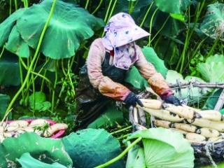莲藕丰收带动村民就业