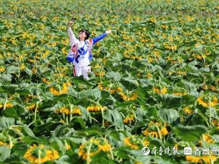 大河壮阔亮丽北疆|五原向日葵：黄金纬度带上的“金色名片”