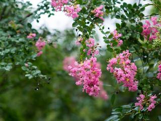 临沂：人民公园雨中植物