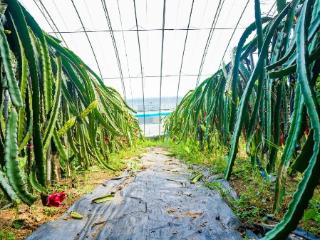 走出“浪浪山”，拥抱灵珠山——百果飘香季，田园治愈时