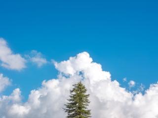 旅行商点评芦芽山：18℃云杉林中我穿上了秋装