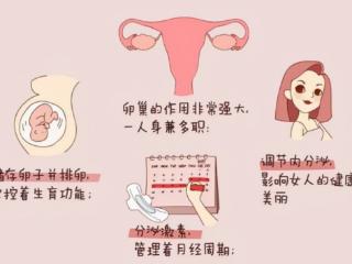 卵巢养护新理念，三位营养师联合推荐倍姿养PQQ花巢饮