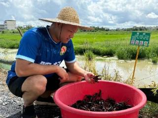 海口市秀英区东山镇“水稻+小龙虾”综合种养模式成致富新“稻”路