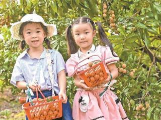 秋果香“趣”采摘 龙眼火龙果柠檬等时令水果进入丰收季