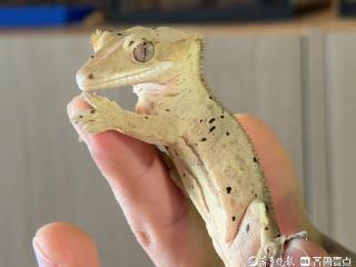 果然财经丨“异”军突起！低成本高情绪价值，年轻人爱上异宠伙伴