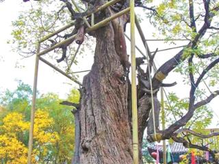 京冀共筑古树基因库 克隆苗延续千年文脉
