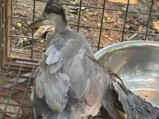 聊城市自然资源和规划局经济技术开发区分局救助一只受伤苍鹭