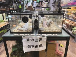 异宠不易“宠” 亟待规范管理跟进