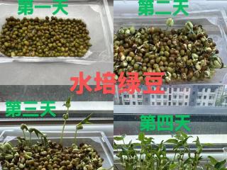 成武县郜城第四实验小学：暑期素养课程“点亮”学生成长之路