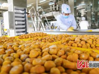 河北迁西：“四链协同”助力迁西板栗品牌价值实现新突破