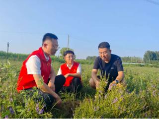 “金融良方”助力药材飘香