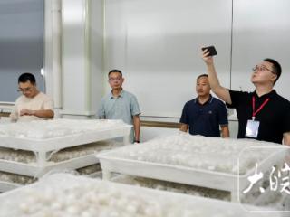 红星照耀中国•千里跃进大别山｜科技赋能潜山中畈村蚕桑产业“破茧成蝶”