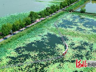 这个夏天，衡水湖文旅市场活力涌流