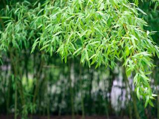 临沂：雨中翠竹
