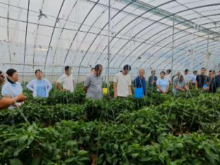 大羊镇开展设施农业秋茬种植管理现场观摩活动