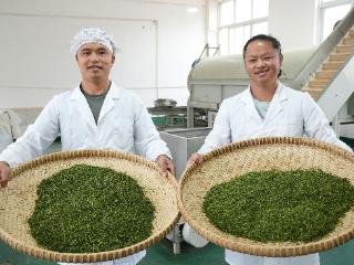 【法治在村】“云端茶乡”治理记：脚尧村“红十二条”约出乡村振兴新图景