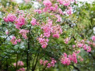 临沂：紫薇花雨中盛开