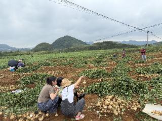 种啥抢啥 菜商盯上这个村