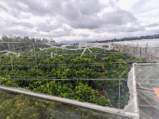 海南农商银行陵水支行信贷 “绿色通道”为受灾客户注入复工复产 “强心剂”