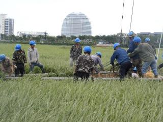 海南陵水供电抢修全力以“复” 灾后复工复产有了“定心丸”
