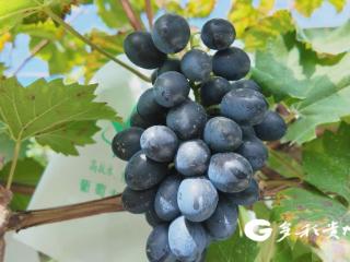惠水500亩葡萄硕果盈枝