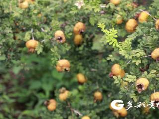 贵定“金果”飘香，这边“丰”景独好