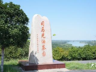 红星照耀中国•千里跃进大别山｜等了六年才结果 大别山里的“金果果”真够倔