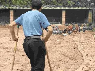 新闻追踪|残疾创业者面临芦花鸡滞销困境 华商报报道后 市民、爱心企业接力伸援手