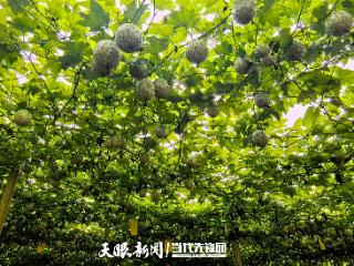 铜仁江口县凯德街道：就业不必去远方 家乡就是好地方