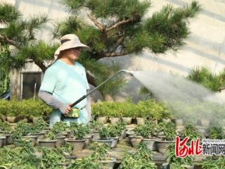 河北滦南：微型盆景成为振兴新产业