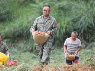 七星关区民兵助农分队让百亩土豆归仓