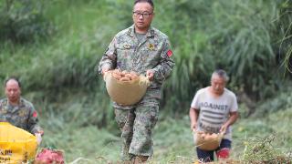 七星关区民兵助农分队让百亩土豆归仓