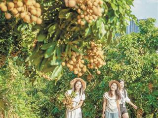 厦门龙眼大丰收 “同安凤梨穗”等优质龙眼果品亮相