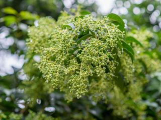 临沂：雨后女贞果实挂满水珠