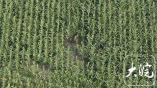 高温天七旬老人进入玉米地后失联 砀山警方用无人机寻回