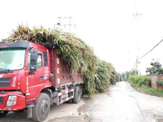 追草记：好一多牧场溯源，一杯鲜奶的“第一车间”