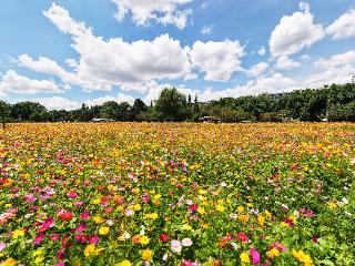 贵阳花溪：格桑花海迎客来