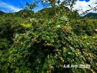 种好“金果果”日子红火火！安顺四兄妹发展金刺梨带领乡亲致富