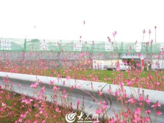 四季岚山丨山桃草绽放！绘就巨峰初秋好风景