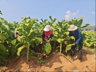 潍坊临朐桥沟村黄烟种植面积达约1100亩，年创收200余万元