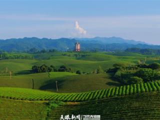 【铭记历史 缅怀先烈・薪火映黔山】八十余载春秋 从烽火到和平 从茶叶到茶业