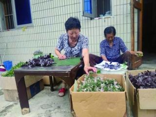 高淳庭院经济覆盖800余农户，户均年增收超千元