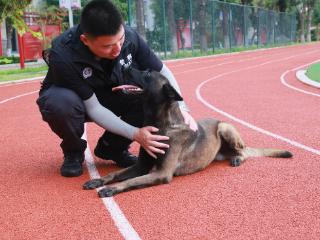 缉毒查控、口岸巡查，潍坊出入境边防检查站首批缉毒警犬上岗