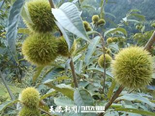 一颗“毛球”为乡村振兴添“栗”量