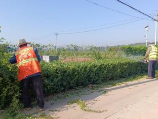 济南市莱芜区牛泉镇西牛泉村：修剪绿化树，焕新家园颜值