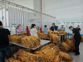 金叶满仓话丰收 阳光收购暖民心