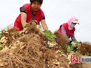 怀来县大黄庄镇：特色种植富农家