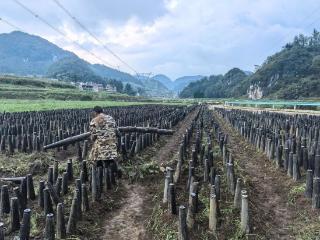 普定县穿洞街道小窑村：韭黄管护正当时 村民增收助振兴