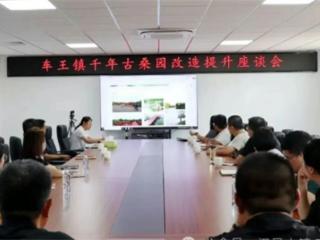 无棣县车王镇召开千年古桑园改造提升专题座谈会